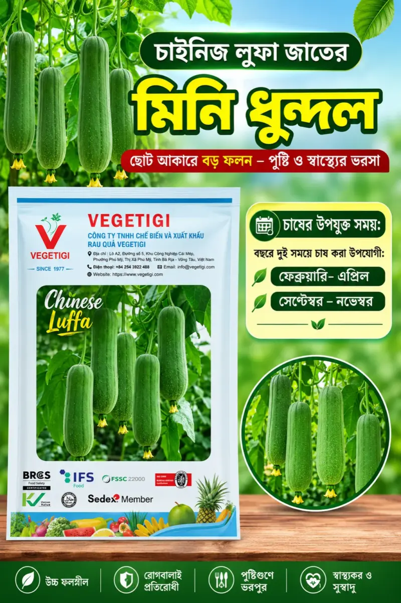 চাইনিজ লুফা জাতের মিনি ধুন্দলের বীজের ১০ গ্রামের ইন্টেক প্যাকেটঃ ইম্পোর্টেড - ভিয়েতনাম [ প্রতিটি ইন্টেক প্যাকেটে বীজের পরিমাণ ৬০ থেকে ৭ ০পিস।, ১ শতাংশ জমিতে চাষ করতে পারবেন ]