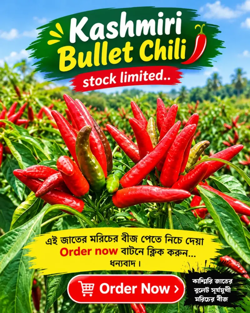 কাশ্মিরি বুলেট সূর্যমুখী মরিচ বীজের ইন্টেক প্যাকেট [ প্রতিটি প্যাকে বীজ সংখ্যা ২৪০ থেকে ২৫০ পিস]