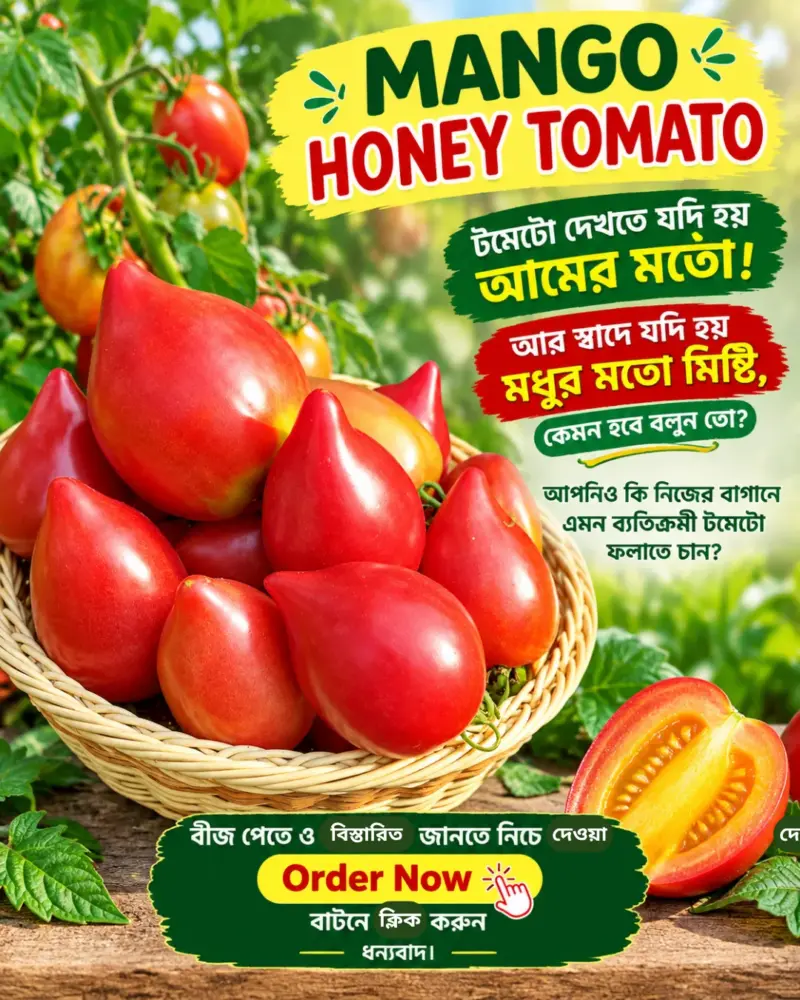Mango Honey Tomato-এর বীজের ইন্টেক প্যাকেট [ প্রতিটি প্যাকে বীজ সংখ্যা ১৮০ থেকে ২০০ পিস]