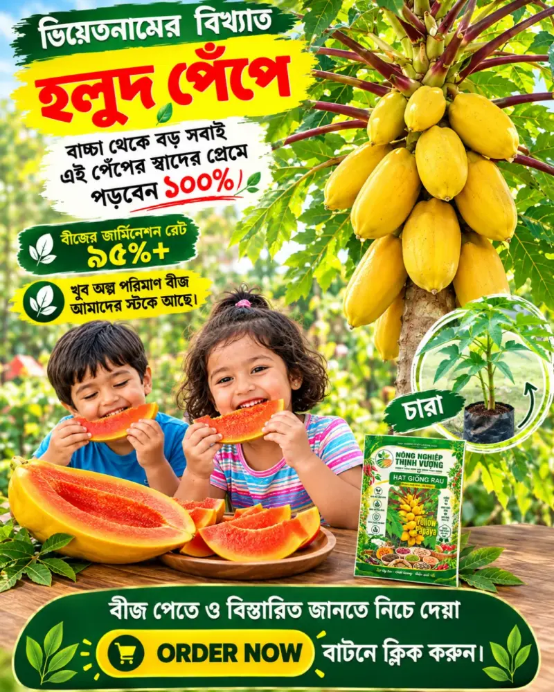 উচ্চফলনশীল ১০০% অরিজিনাল ভিয়েতনামের বিখ্যাত হলুদ পেঁপে বীজের ১ গ্রামের ইন্টেক প্যাকেট [ বীজ সংখ্যাঃ ৪০ থেকে ৫০ পিস]